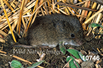 Microtus pennsylvanicus, Meadow Vole